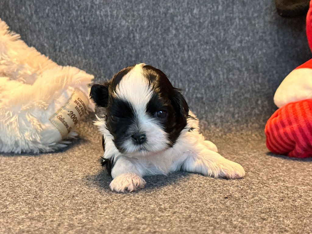 Du Théâtre Magique - Chiots disponibles - Shih Tzu