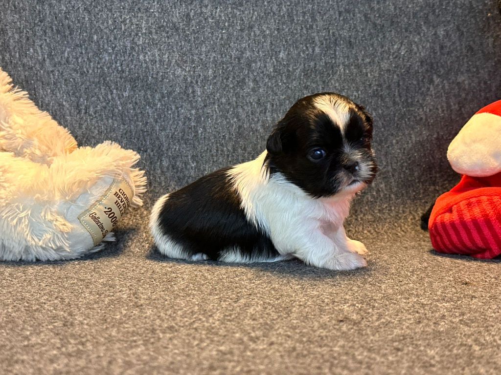 Du Théâtre Magique - Chiots disponibles - Shih Tzu